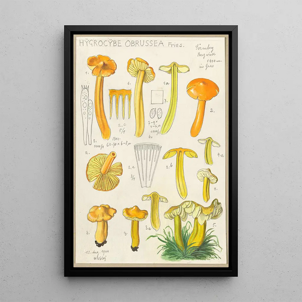 Hygrocybe obrussea Fries - Hans Baldung — gerahmtes Bild an der Wand