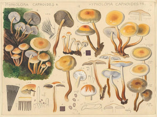 Hans Walty - Hypholoma capnoides Fr.webp