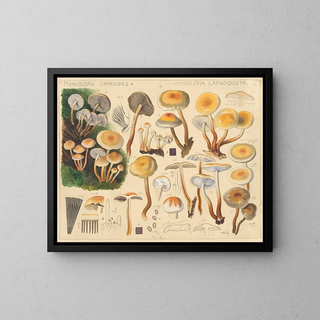 Hans Walty - Hypholoma capnoides Fr.webp