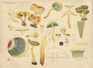 Hypholoma fasciculare - Hans Baldung — Ansicht des Kunstwerks