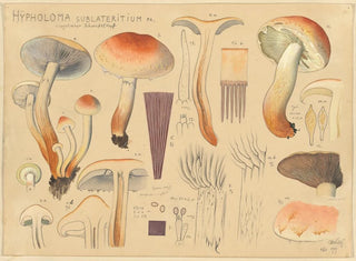 Hypholoma sublateritium - Hans Baldung — Ansicht des Kunstwerks