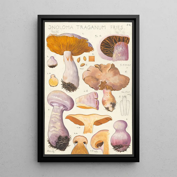 Inoloma traganum Fries - Hans Baldung — gerahmtes Bild an der Wand
