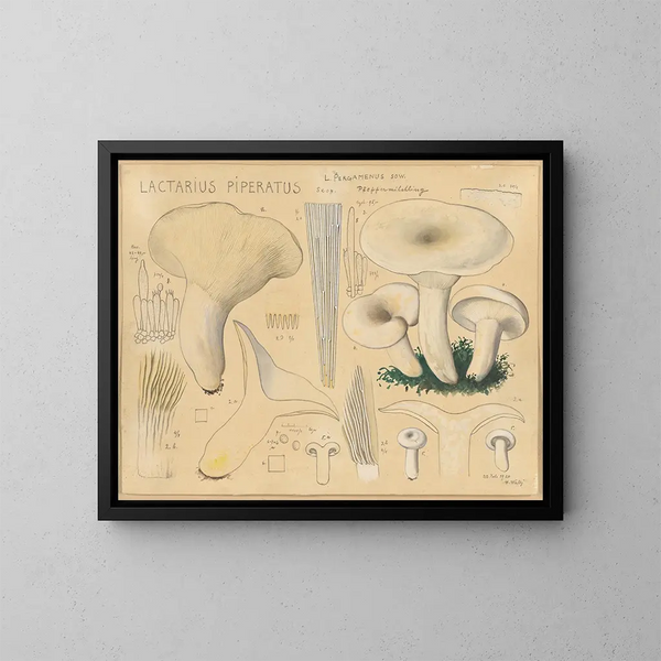 Lactaire poivré - Hans Baldung — gerahmtes Bild an der Wand