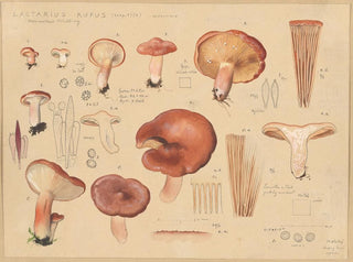 Hans Walty - Lactarius rufus Scop 1772.webp