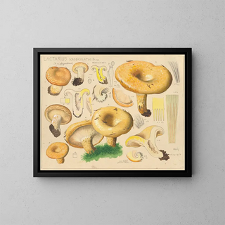 Hans Walty - Lactarius scrobiculatus Scop.webp
