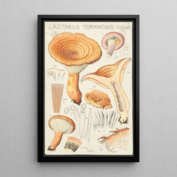 Lactaire tormineux Schaeff - Hans Baldung — gerahmtes Bild an der Wand
