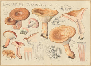 Hans Walty - Lactarius torminosus Schff.webp