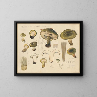 Hans Walty - Lactarius turpis Weinm 1836.webp