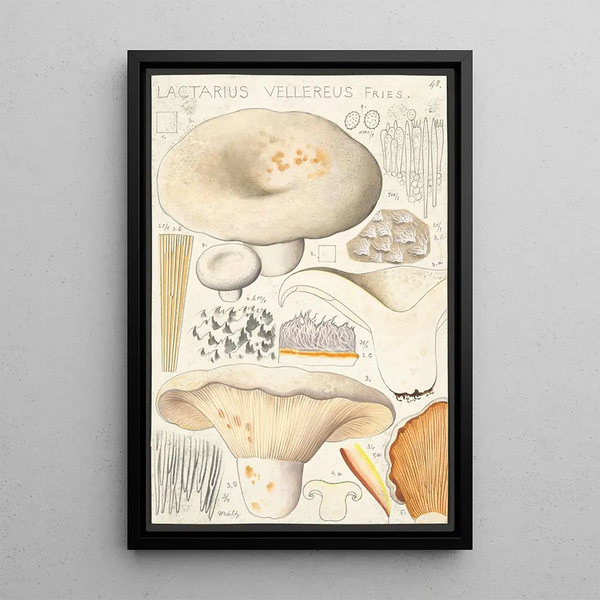 Lactaire velouté Fries - Hans Baldung — gerahmtes Bild an der Wand