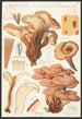Lentinus cochleatus Pers Fr - Hans Baldung — Ansicht des Kunstwerks