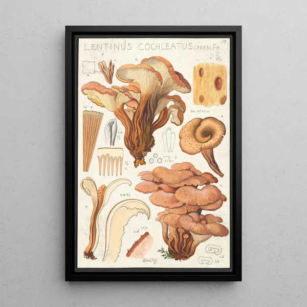 Lentinus cochleatus Pers Fr - Hans Baldung — gerahmtes Bild an der Wand