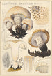 Lentinus gallicus - Hans Baldung — Ansicht des Kunstwerks