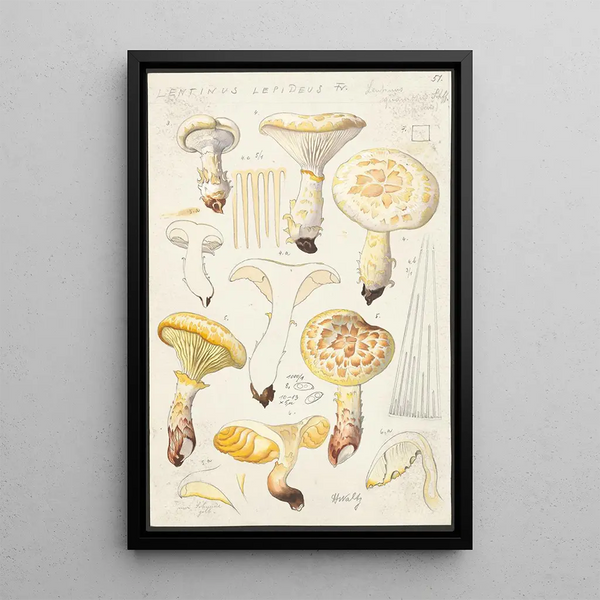 Lentinus lépide Fr Lentinus squamosus Schff lépide - Hans Baldung — gerahmtes Bild an der Wand