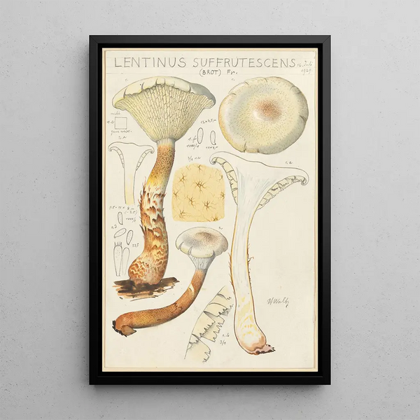 Lentinus suffrutescens - Hans Baldung — gerahmtes Bild an der Wand