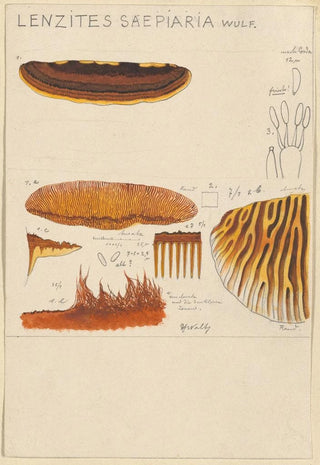 Hans Walty - Lenzites saepiaria.webp