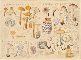 Hans Walty - Lepiota amianthina Lepiota cristata.webp