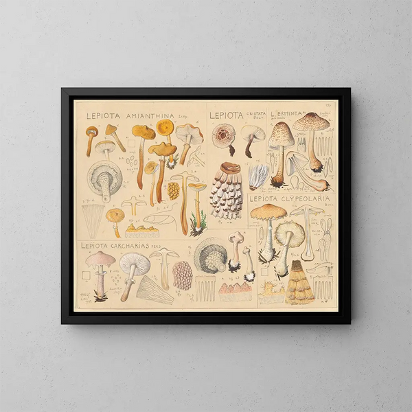 Lépiote amianthine Lépiote cristatée - Hans Baldung — gerahmtes Bild an der Wand