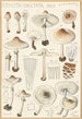 Lepiota cristata - Hans Baldung — Ansicht des Kunstwerks