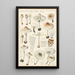 Lepiota cristata - Hans Baldung — gerahmtes Bild an der Wand