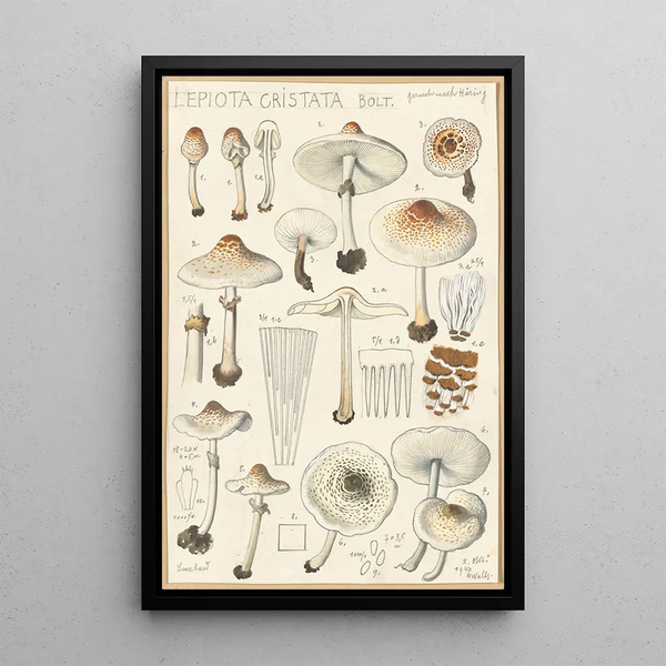Lepiota cristata - Hans Baldung — gerahmtes Bild an der Wand