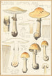 Lepiota guttata pers - Hans Baldung — Ansicht des Kunstwerks