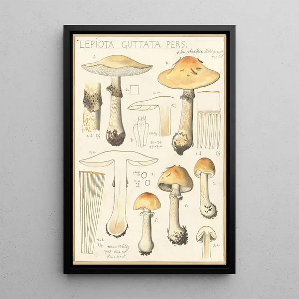 Lepiota guttata pers - Hans Baldung — gerahmtes Bild an der Wand