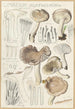 Limacium agathosmum - Hans Baldung — Ansicht des Kunstwerks