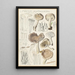 Limacium agathosmum - Hans Baldung — gerahmtes Bild an der Wand