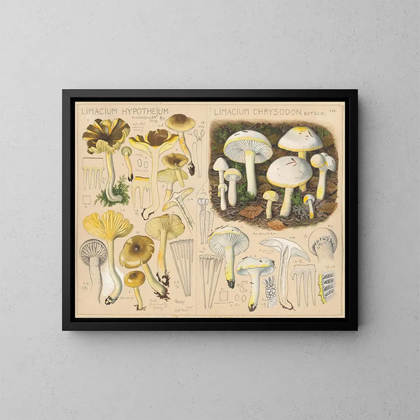 Limacium hypothejum Limacium chrysodon - Hans Baldung — gerahmtes Bild an der Wand