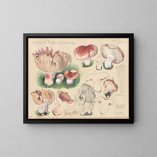 Hans Walty - Limacium russula Schaeffer.webp