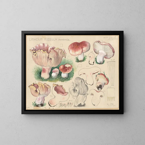 Limacium russula - Hans Baldung — gerahmtes Bild an der Wand