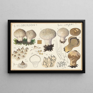 Hans Walty - Lycoperdon.webp