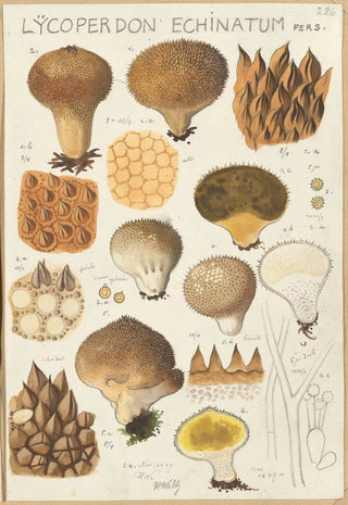 Hans Walty - Lycoperdon enchinatum.webp