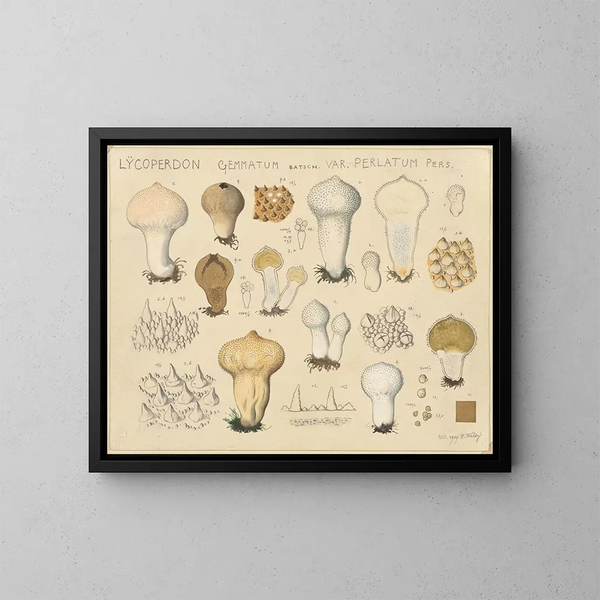 Lycoperdon gemmatum var. perlatum - Hans Baldung — gerahmtes Bild an der Wand