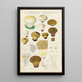 Hans Walty - Lycoperdon hyemale.webp