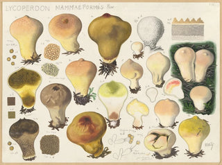 Hans Walty - Lycoperdon mammaeformis Pers.webp