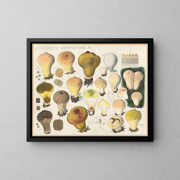 Lycoperdon mammaeforme - Hans Baldung — gerahmtes Bild an der Wand