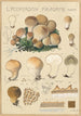 Lycoperdon piriforme - Hans Baldung — Ansicht des Kunstwerks