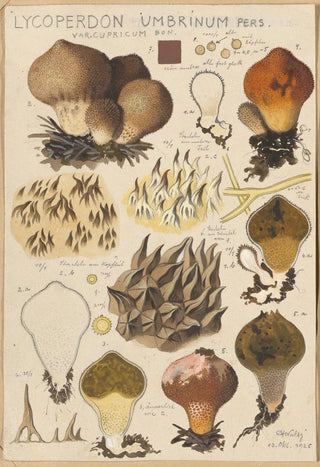 Hans Walty - Lycoperdon umbrinum.webp