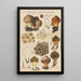 Lycoperdon umbrinum - Hans Baldung — gerahmtes Bild an der Wand