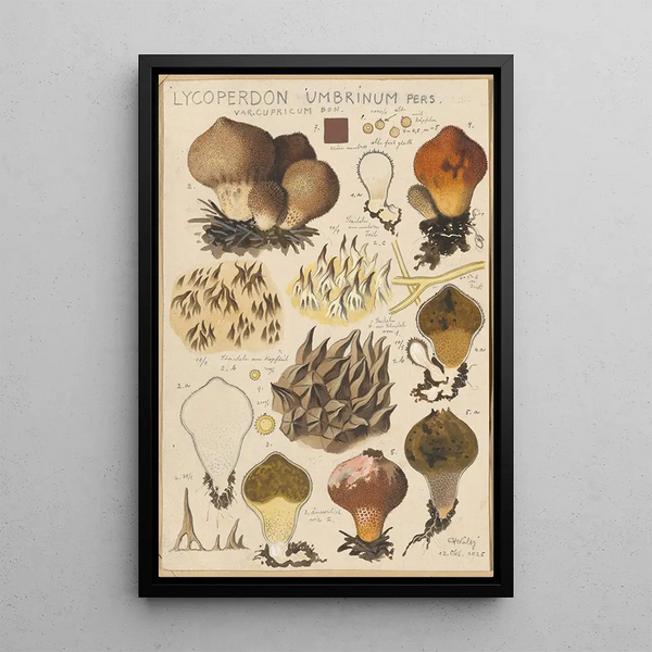 Lycoperdon umbrinum - Hans Baldung — gerahmtes Bild an der Wand