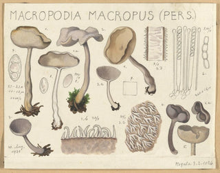 Hans Walty - Macropodia macropus.webp