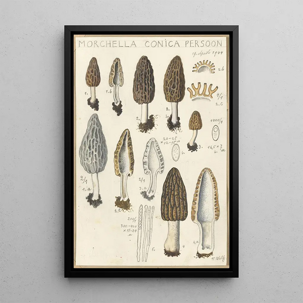 Morchella conica persoon - Hans Baldung — gerahmtes Bild an der Wand