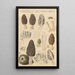Morchella deliciosa - Hans Baldung — gerahmtes Bild an der Wand