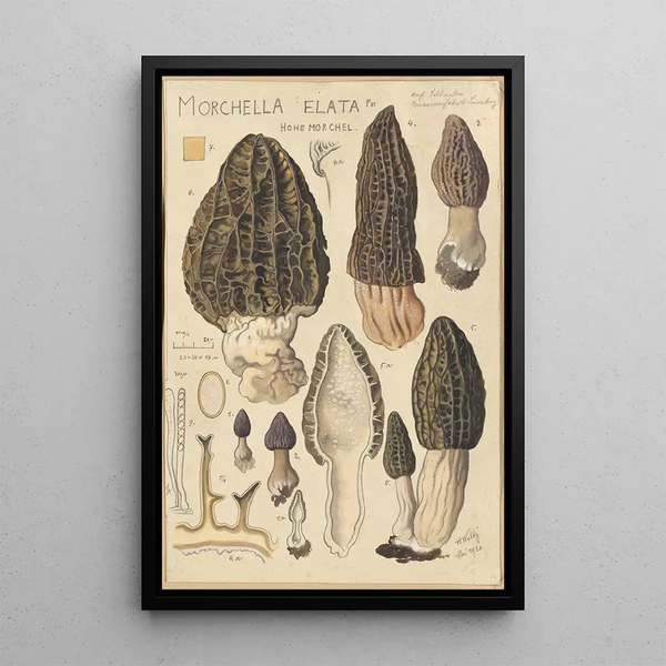 Morchella elata - Hans Baldung — gerahmtes Bild an der Wand