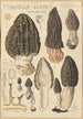 Morchella elata - Hans Baldung — Ansicht des Kunstwerks