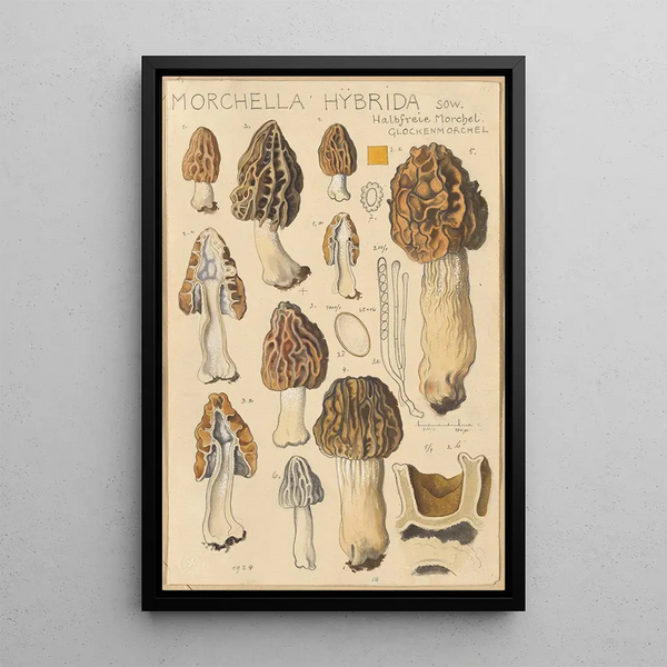 Morchella hybrida - Hans Baldung — gerahmtes Bild an der Wand