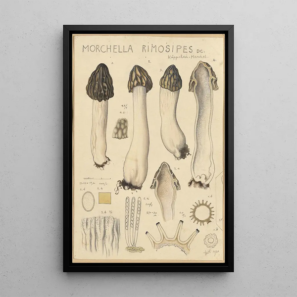 Morchella rimosipes - Hans Baldung — gerahmtes Bild an der Wand