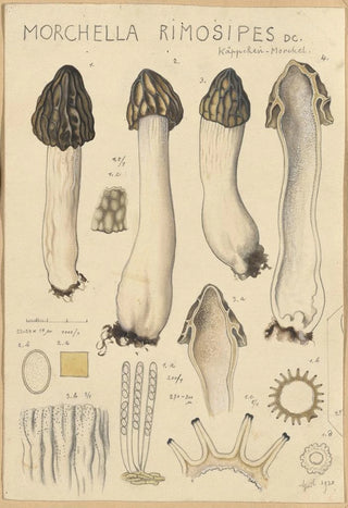 Hans Walty - Morchella rimosipes.webp