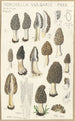 Morchella vulgaris - Hans Baldung — Ansicht des Kunstwerks